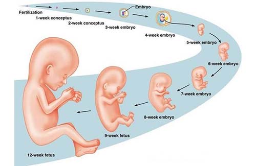 cách tính tuổi thai nhi chính xác nhất